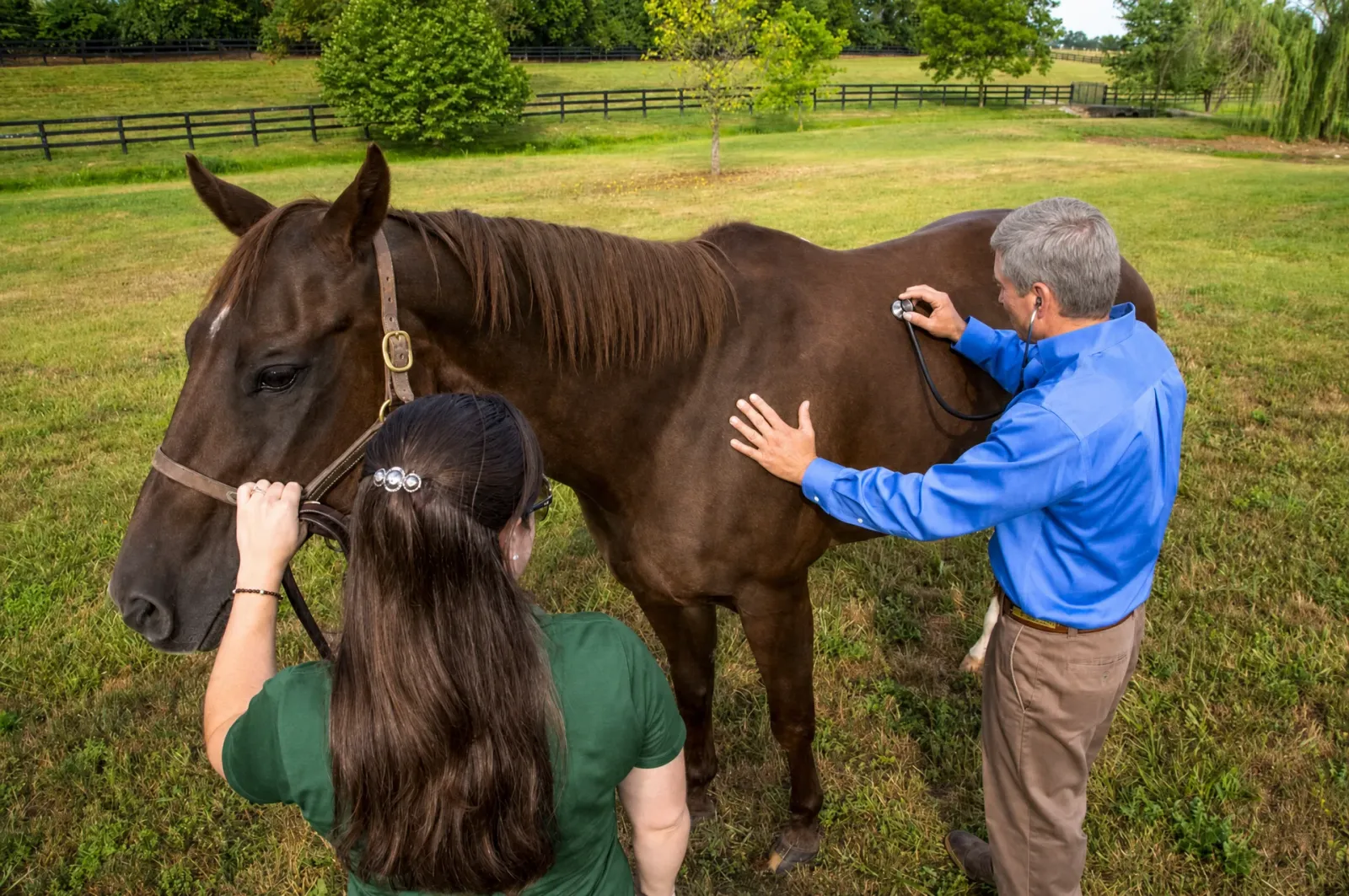 An equine veterinarian examining a horse during a field visit